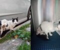 Έσωσαν γάτα που για καιρό περιφερόταν με διαλυμένο πόδι στη Νίκαια Αττικής