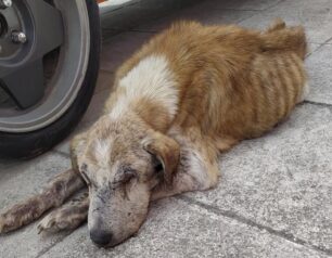 Γιάννενα: Σκύλος τυφλός, ηλικιωμένος και σκελετωμένος βρέθηκε στο κέντρο της πόλης