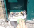Έκανε φωλιά για τους νεοσσούς το γραμματοκιβώτιο σπιτιού στην Αγριλιά Φθιώτιδας