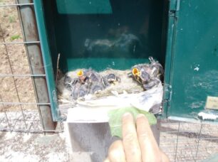 Έκανε φωλιά για τους νεοσσούς το γραμματοκιβώτιο σπιτιού στην Αγριλιά Φθιώτιδας