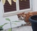 Χαϊδάρι Αττικής: Έσωσαν γάτα που περιφερόταν με στόμιο από γυάλινο βάζο σαν περιλαίμιο