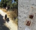 Ηράκλειο Κρήτης: Τρία πλαστικά δοχεία με φόλες – δηλητηριασμένο κρέας βρήκε εκπαιδευμένος σκύλος