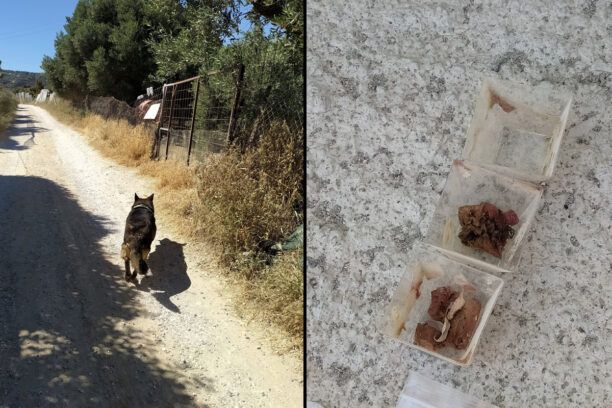 Ηράκλειο Κρήτης: Τρία πλαστικά δοχεία με φόλες – δηλητηριασμένο κρέας βρήκε εκπαιδευμένος σκύλος