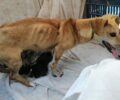 Καλλονή Τροιζηνίας: Ζητούν βοήθεια για φροντίδα σκελετωμένης σκυλίτσας και των κουταβιών της