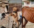 Κάλυμνος: Εξαιρετικά μικρή ποινή και με αναστολή για άνδρα που κακοποιούσε συστηματικά 8 άλογα και 10 σκυλιά