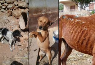 Κάλυμνος: Εξαιρετικά μικρή ποινή και με αναστολή για άνδρα που κακοποιούσε συστηματικά 8 άλογα και 10 σκυλιά