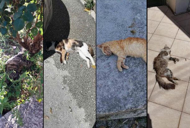 Καναλάκι Πρέβεζας: Μαζική δολοφονία αδέσποτων γατιών με φόλες (βίντεο)
