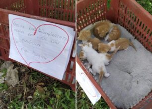 Κέρκυρα: Πέταξε νεογέννητα γατάκια σε χώρο στάθμευσης σούπερ μάρκετ