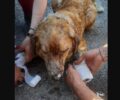 Σε ποιους κτηνίατρους να πάτε για περίθαλψη ζώα τραυματισμένα από τη φωτιά σε Αττική & Κορινθία