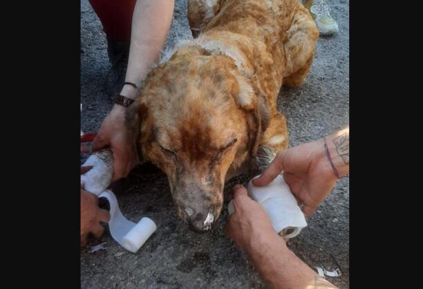 Σε ποιους κτηνίατρους να πάτε για περίθαλψη ζώα τραυματισμένα από τη φωτιά σε Αττική & Κορινθία