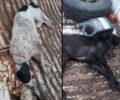 Τρία σκυλιά δηλητηριασμένα με φόλες στην Κόρινθο
