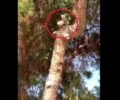 Κόρινθος: Έκκληση για απεγκλωβισμό γάτας που βρίσκεται σκαρφαλωμένη σε δέντρο εδώ και 5 μέρες (βίντεο)