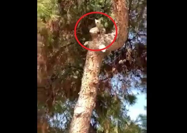 Κόρινθος: Έκκληση για απεγκλωβισμό γάτας που βρίσκεται σκαρφαλωμένη σε δέντρο εδώ και 5 μέρες (βίντεο)