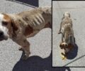 Σκύλος σκελετωμένος βρέθηκε στην Κόρινθο