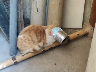 Κοζάνη: Έσωσε γάτα που περιφερόταν σφηνωμένη σε κονσέρβα