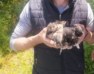Λευκάδα: Βρήκε νεογέννητα γατάκια πεταμένα στα σκουπίδια (βίντεο)