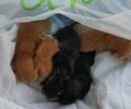 Λευκάδα: Νεογέννητα γατάκια μέσα σε σακούλα πεταμένα σε κάδο σκουπιδιών (βίντεο)