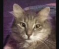 Χάθηκε αρσενική γκρι μακρύτριχη γάτα στη Νέα Μάκρη Αττικής