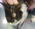 Λέσβος: Έκκληση φιλοξενίας για γατάκι που πυροβολήθηκε στο κεφάλι με αεροβόλο