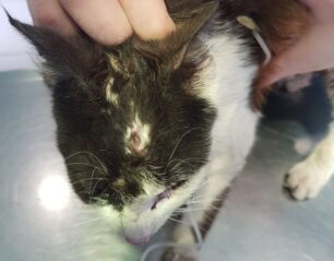 Λέσβος: Έκκληση φιλοξενίας για γατάκι που πυροβολήθηκε στο κεφάλι με αεροβόλο