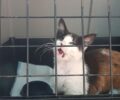 Λέσβος: Χρειάζεται σπιτικό γατάκι που τυφλώθηκε μετά από πυροβολισμό στο κεφάλι με αεροβόλο (βίντεο)