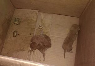 Λέσβος: Βρήκε τα νεογέννητα γατάκια πεταμένα στα σκουπίδια