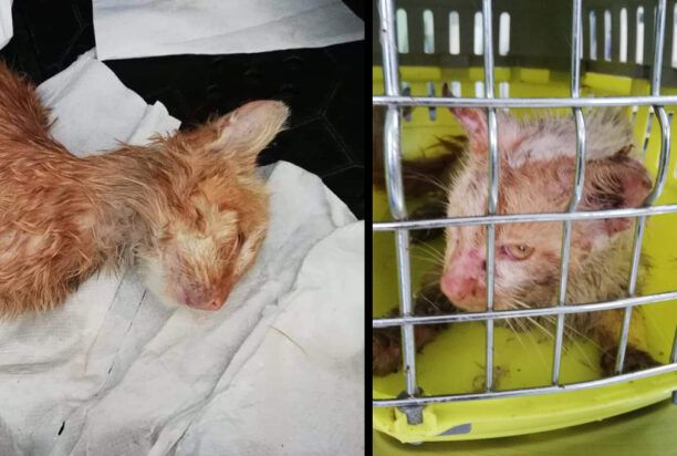 Λέσβος: Βρήκε και δεύτερη γάτα καμένη με λάδι φαγητού στη Σκάλα Καλλονής (βίντεο)