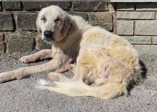 Λογγάδες Ιωαννίνων: Βρήκε άρρωστο σκύλο δεμένο με σύρμα σε δέντρο για να πεθάνει