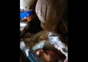 Μάνδρα Αττικής: Άρρωστα σκυλιά και γατιά σε άθλια κατάσταση βρέθηκαν σε σπίτι συλλέκτριας που πέθανε (βίντεο)