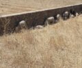 Μύκονος: Πρόβατα κολλημένα στον τοίχο για λίγη σκιά στην Άνω Μερά (βίντεο)