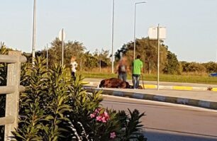 Ναύπλιο Αργολίδας: Άλογο που έσερνε άμαξα κατέρρευσε και η Αστυνομία απαγόρευε στους περαστικούς να φωτογραφίσουν την κατάσταση του ζώου