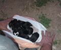 Nαύπλιο Αργολίδας: Έκκληση για φροντίδα νεογέννητων κουταβιών που βρέθηκαν σε σακούλα (βίντεο)