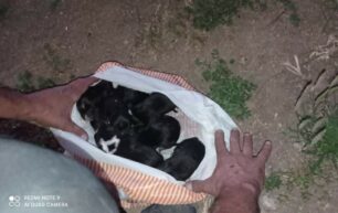 Nαύπλιο Αργολίδας: Έκκληση για φροντίδα νεογέννητων κουταβιών που βρέθηκαν σε σακούλα (βίντεο)