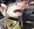 23 φορείς ζητούν το ΥΠ.Α.Α.Τ. να προστατέψει καρχαρίες και σαλάχια από την ασυδοσία των ψαράδων