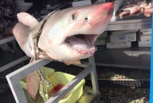 23 φορείς ζητούν το ΥΠ.Α.Α.Τ. να προστατέψει καρχαρίες και σαλάχια από την ασυδοσία των ψαράδων