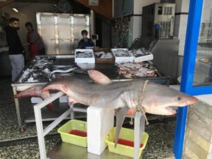 Νάξος: Ψαράδες σκότωσαν λευκό καρχαρία – είδος υπό προστασία – και δημοσιογράφοι παρουσιάζουν το έγκλημα ως κατόρθωμα