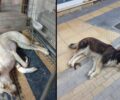Φρικτό θάνατο από φόλες βρήκαν δύο αδέσποτα σκυλιά στα Νέα Μουδανιά Χαλκιδικής (βίντεο)
