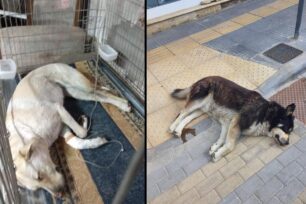 Φρικτό θάνατο από φόλες βρήκαν δύο αδέσποτα σκυλιά στα Νέα Μουδανιά Χαλκιδικής (βίντεο)
