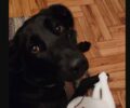 Χάθηκε μαύρος θηλυκός σκύλος στον Άγιο Στέφανο Αττικής