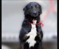 Βρέθηκε - Χάθηκε αρσενικός σκύλος στην Κυψέλη της Αθήνας