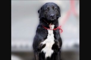 Βρέθηκε - Χάθηκε αρσενικός σκύλος στην Κυψέλη της Αθήνας