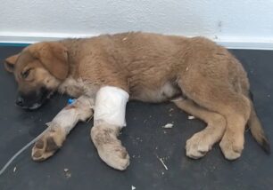 Παλαμάς Καρδίτσας: Ζήτησαν από κτηνίατρο να σκοτώσει το κουτάβι τους για να μην πληρώσουν την περίθαλψη