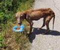Έκκληση για σκελετωμένο σκύλο που περιφέρεται στο Παλιούρι Καρδίτσας