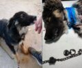 Παλλάντιο Αρκαδίας: Έσωσαν σκύλο που ιδιοκτήτες του βασάνιζαν με αλυσίδα η οποία είχε χωθεί στον λαιμό του (βίντεο)