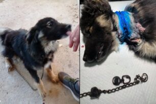 Παλλάντιο Αρκαδίας: Έσωσαν σκύλο που ιδιοκτήτες του βασάνιζαν με αλυσίδα η οποία είχε χωθεί στον λαιμό του (βίντεο)