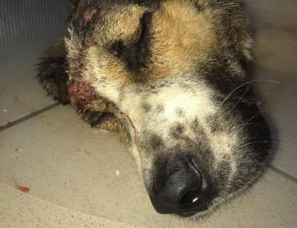Κτηνίατρος στο Αγρίνιο βασάνιζε σκύλο που βρέθηκε πυροβολημένος στο κεφάλι στη Μακρυνεία Αιτωλοακαρνανίας (βίντεο)