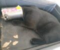 Πάτμος: Έσωσε γάτα που είχε σφηνώσει με το κεφάλι σε κουτί κονσέρβας