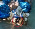 Έκκληση για γατάκι που βρέθηκε πεταμένο σε κάδο σκουπιδιών στην Πάτρα Αχαΐας