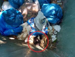 Έκκληση για γατάκι που βρέθηκε πεταμένο σε κάδο σκουπιδιών στην Πάτρα Αχαΐας