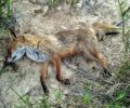 Δολοφονημένες με φόλες αλεπούδες και ασβό στο Πικέρμι Αττικής